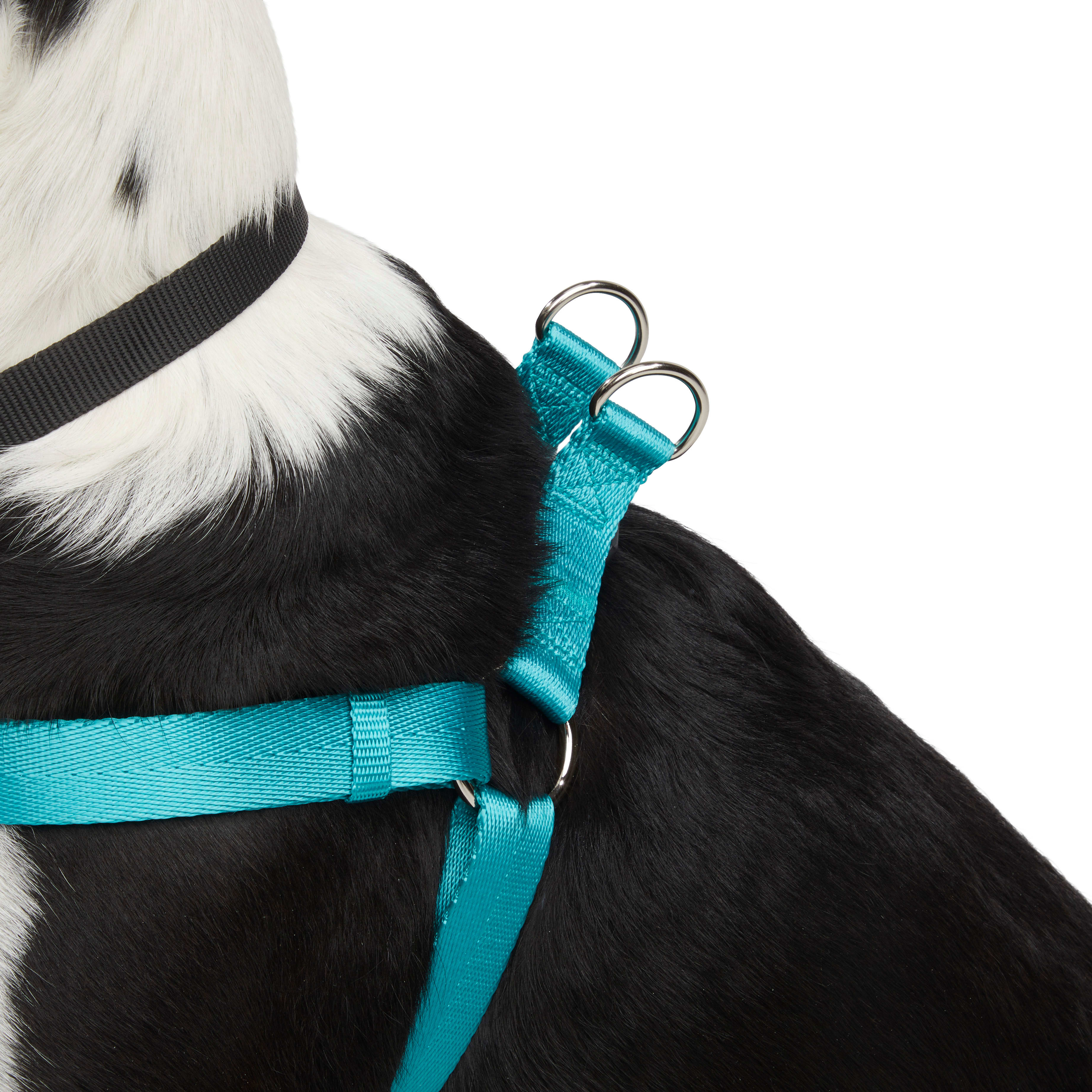 YOULY The Classic Turquoise Webbed Nylon Dog Harness， Small