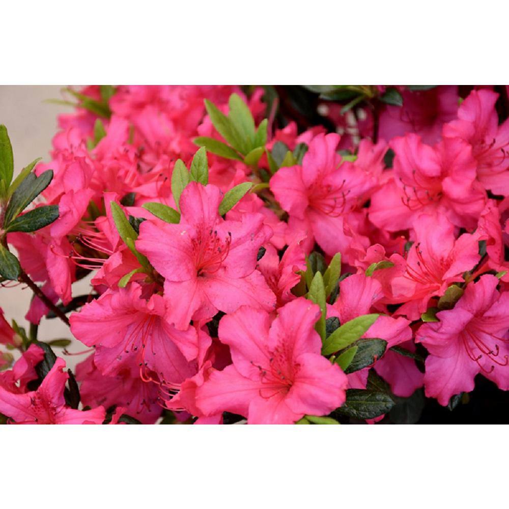 BELL NURSERY 1 Gal. Saybrook Glory Azalea Live Evergreen Shrub Pink Flowers (3-Pack) AZLEA2SBG3PK