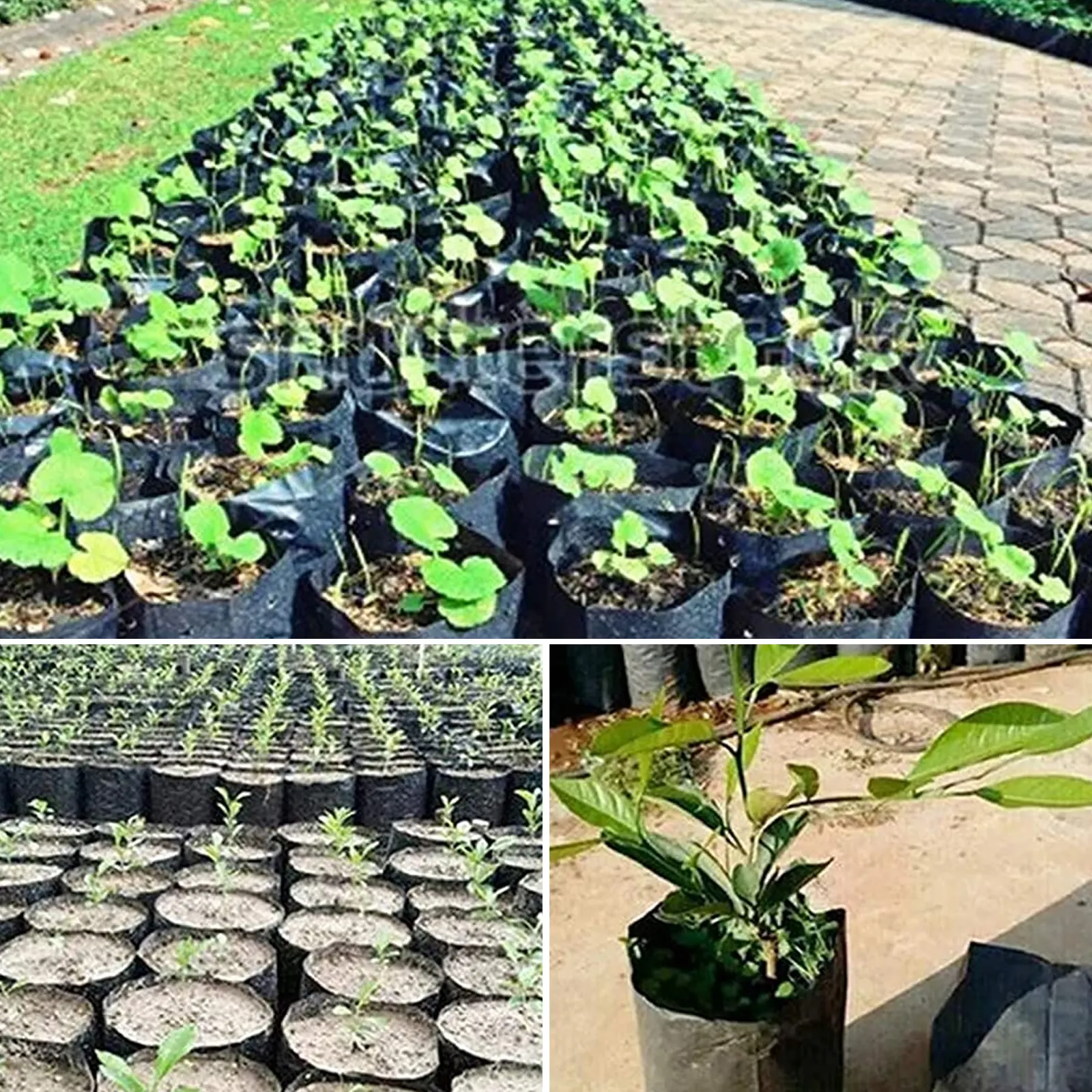 100Pcs Thicken PE Seedling Bag Fruit Tree Seeds Seedling Cup Bonsai Planting Growing Nursery Bags Greenhouse For Garden Supplies