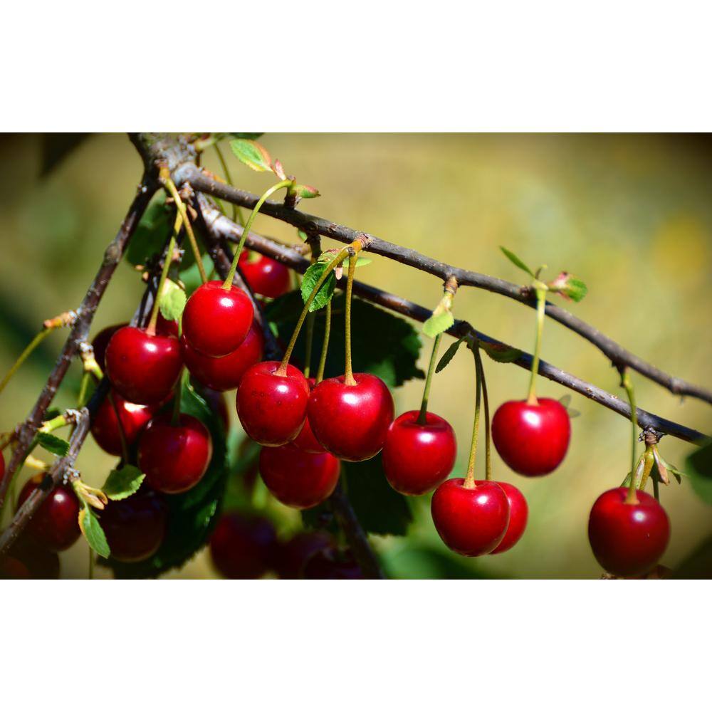 Online Orchards 3 ft. - 4 ft. Tall Bare-Root Montmorency Pie Cherry Tree FTCH008