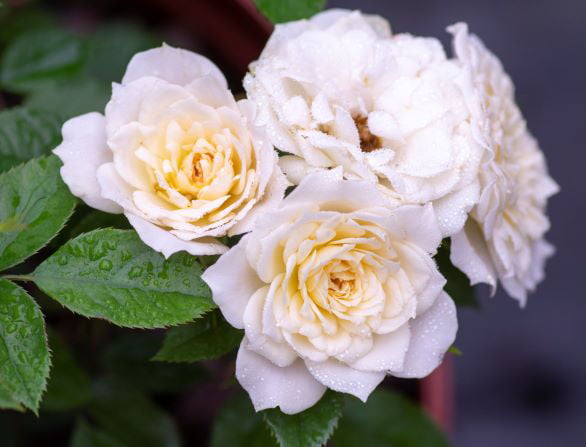 Bareroot Sunblaze® Bridal Miniature Rose with White Flowers - Live Plants - 2 Piece