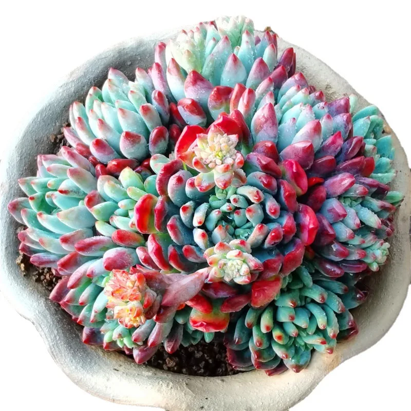 China Nursery Direct Supply Succulent Plants Live Eco Friendly Artificial Indoor Plants