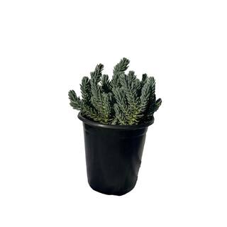 Cesicia Blue Spruce Stonecrop Spreading Plant (3-Pack) MMPlant04