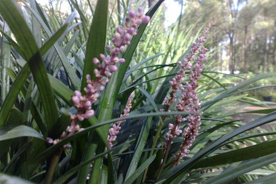 Classy Groundcovers - Liriope muscari 'Samantha'  {50 Bare Root Plants}