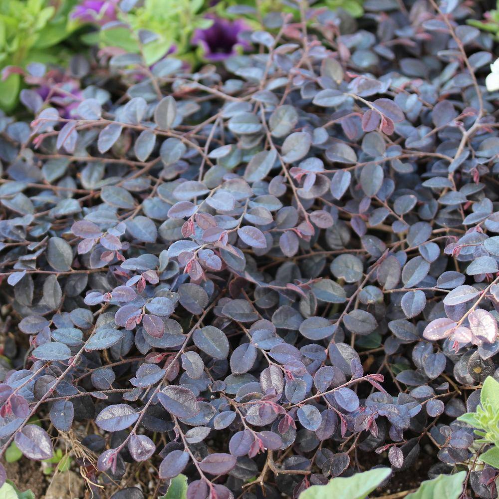 PROVEN WINNERS 2 Gal. Jazz Hands Mini Loropetalum Shrub with Black-Purple Foliage 16611