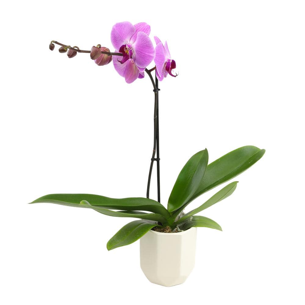 ALTMAN PLANTS Live Orchid (Phalaenopsis) with Purple Flowers in 5 in. White Ceramic Pot for Live Houseplants 0873011