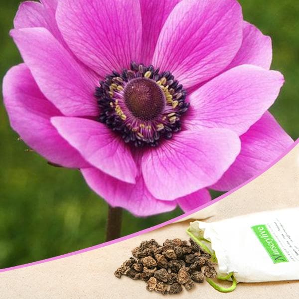 Anemone De Caen Sylphide (Magenta) - Bulbs (set of 5)