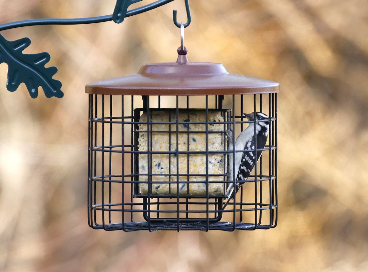 More Birds Squirrel-Proof Double Suet Bird Feeder