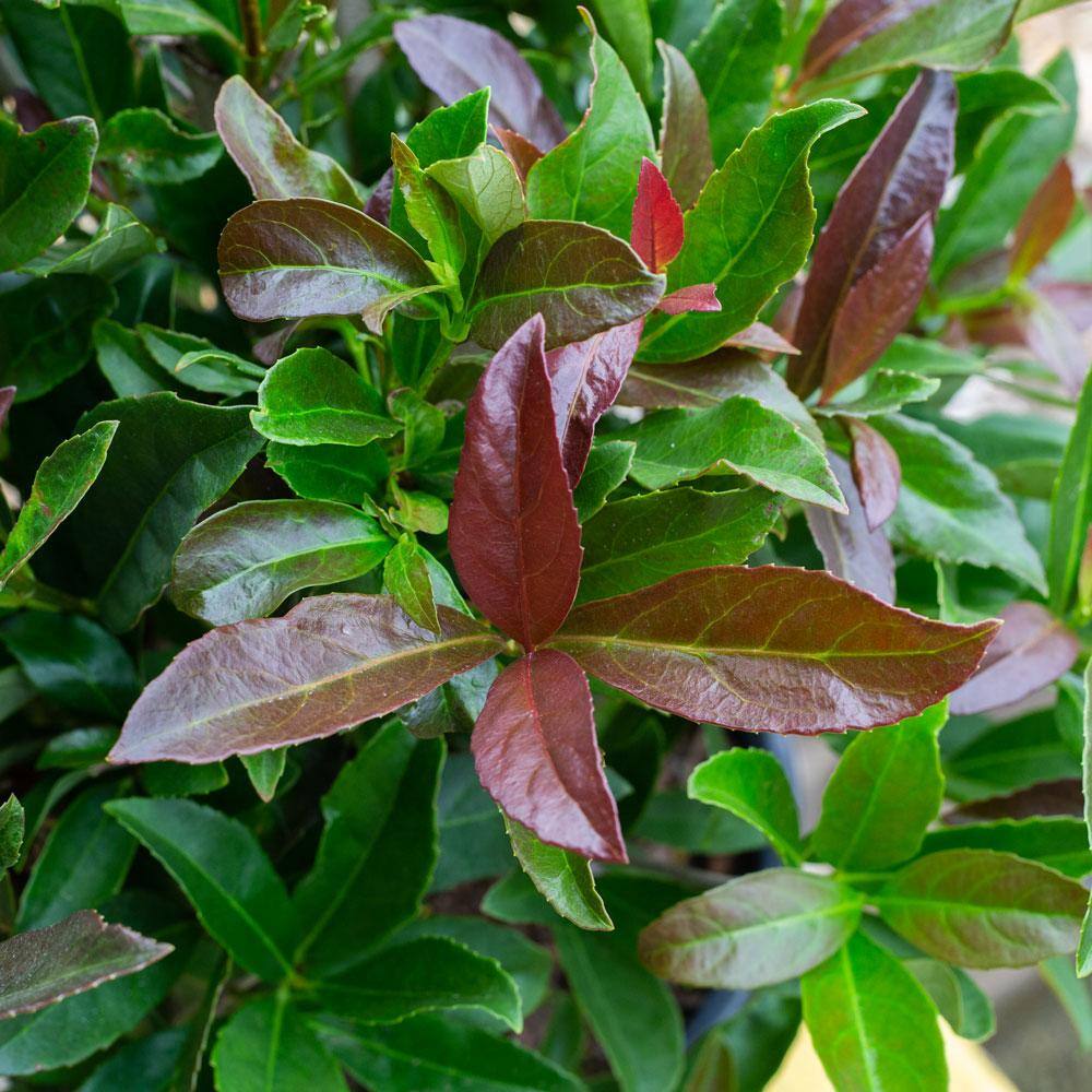 SOUTHERN LIVING 3 Gal. Coppertop Sweet Viburnum Shrub with Olive Green to Dark Red Evergreen Foliage 56863