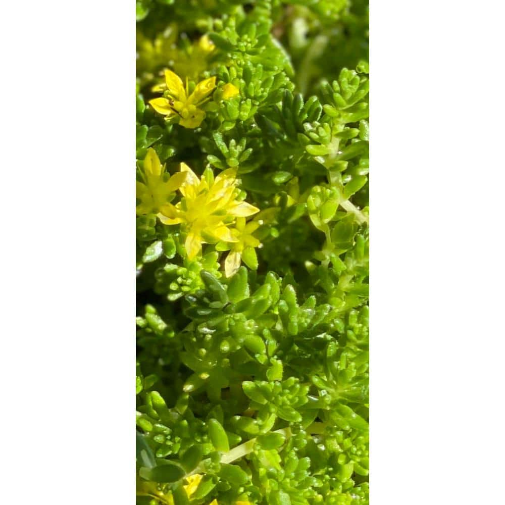 Zeus  Ruta Green Moss Sedum Plants Pet-Safe Spreading in Pots (1-Pack) W1010-MS1