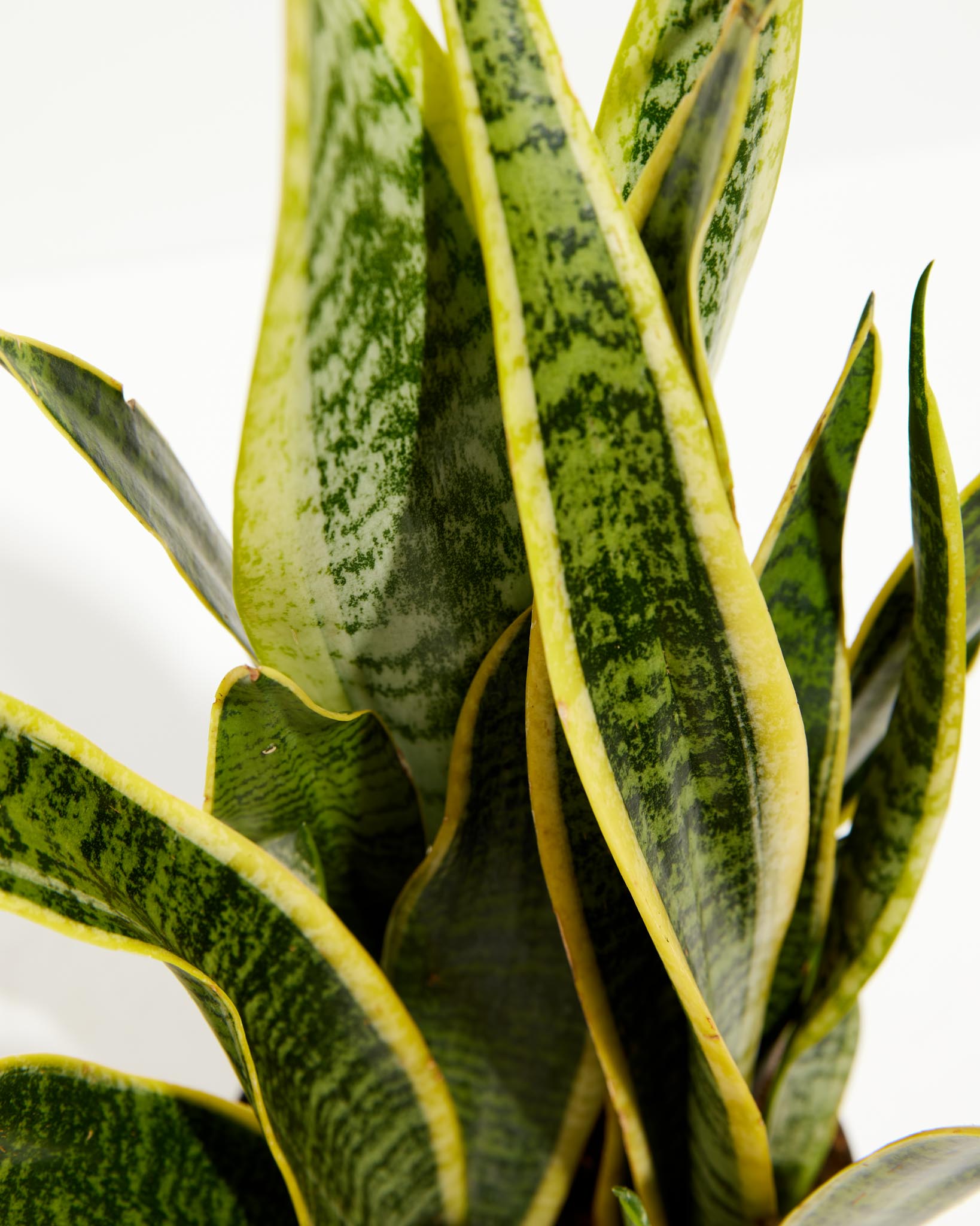 Variegated Laurentii Snake Plant