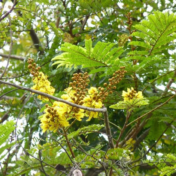 Acacia ferruginea