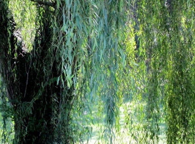 One (1) Weeping Willow Tree Cutting- Thick Healthy Root Stock - Beautiful Arching Canopy - Memorial Tree - Wedding Tree - Gift