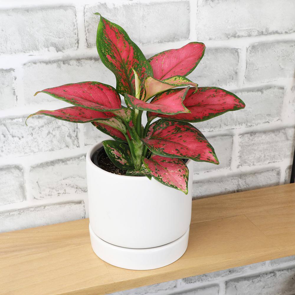 ALTMAN PLANTS 4.25 in. Pink Chinese Evergreen Aglaonema Beauty Live House Plant in Grower Pot 0873015