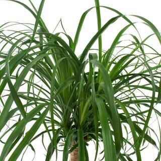 national PLANT NETWORK 10 In. Ponytail Palm Houseplant + in Grower Container