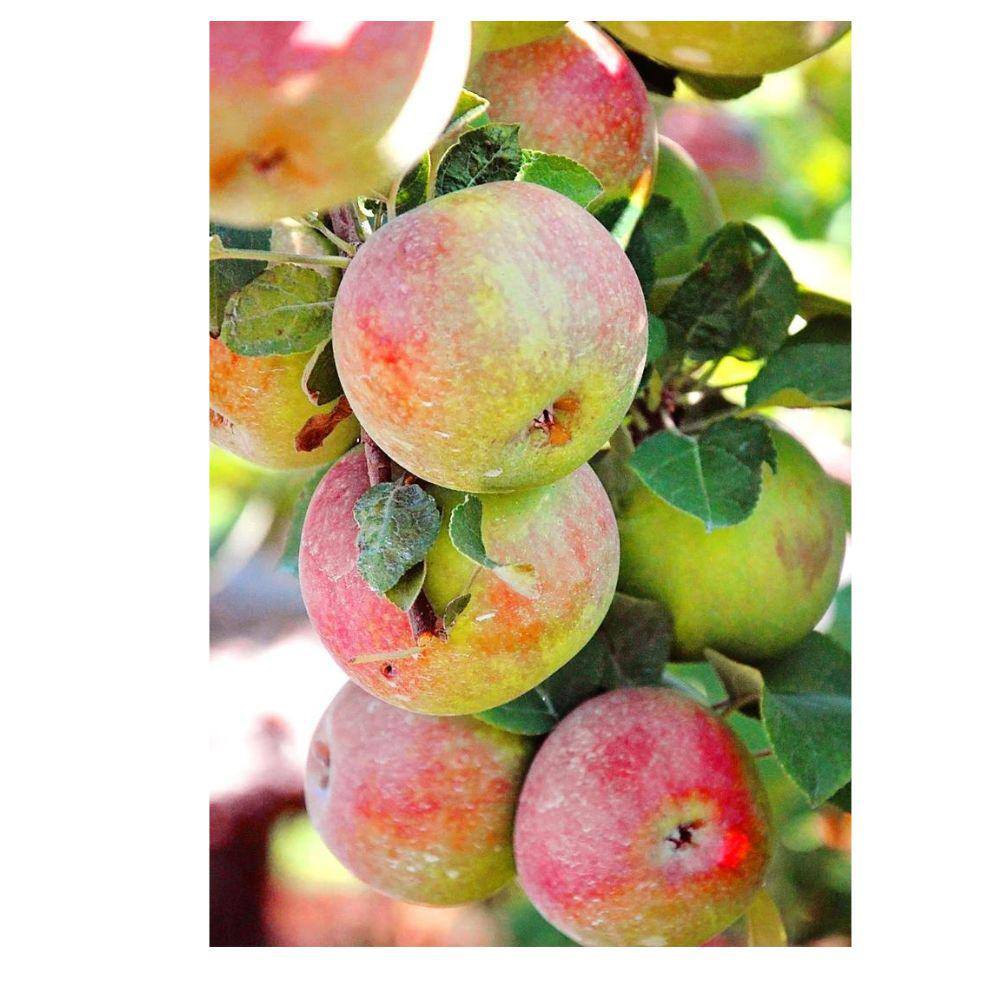 7 Gal. McIntosh Apple Tree APPMCI07G