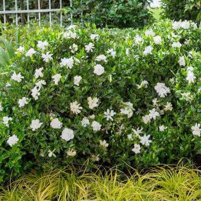 SOUTHERN LIVING 2.5 Qt. Jubilation Gardenia Live Evergreen Shrub White Fragrant Blooms 2096Q