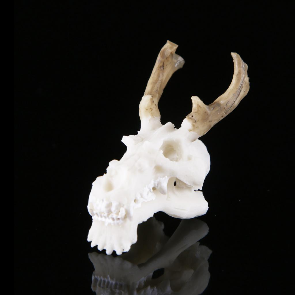 Resin Aquarium High Simulation Crawling Turtle Reptile Basking Hide Habitat Tank Decoration Ornament， Skull and Dragon Skull