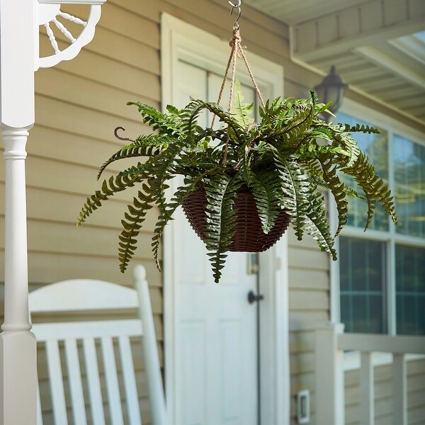 Boston Fern Hanging Basket