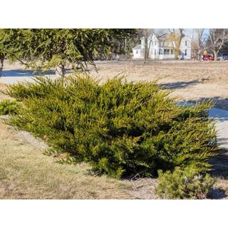 2.5 Qt. Sea Green Juniper Live Shrub with Bright Green Foliage O488001