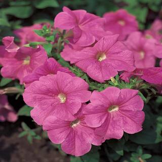 10 in. Pink Petunia Plant (12-Pack) 19602