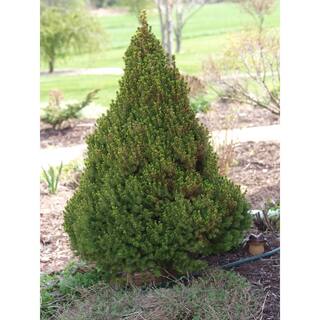 Online Orchards 1 Gal. Dwarf Alberta Spruce Shrub Aromatic and Soft Evergreen Foliage Almost no Maintenance Required CFSP001