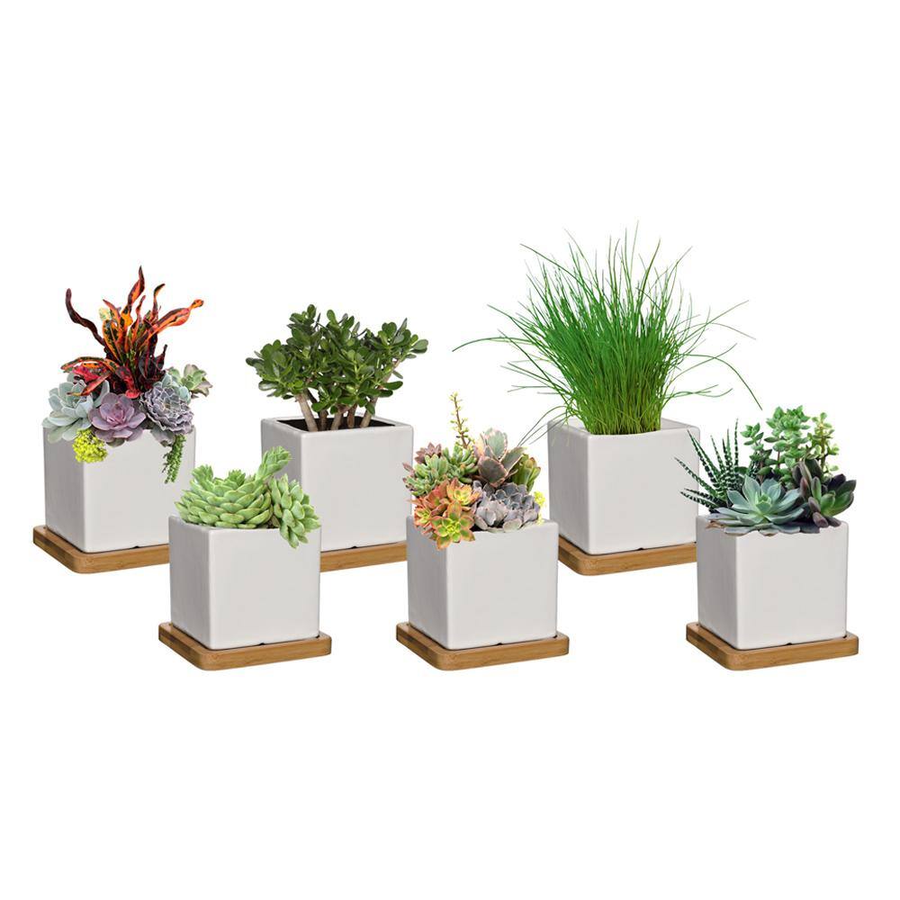 CHG CLASSIC HOME  GARDEN 3.5 in. Nova White Ceramic Planter with Tray (6-Pack) K90031