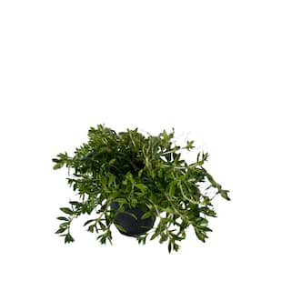 Cesicia 3-Piece Non-Fragrant Live Sedum Sarmentosum Stonecrop Planter Pet-safe RichM815Cacti14