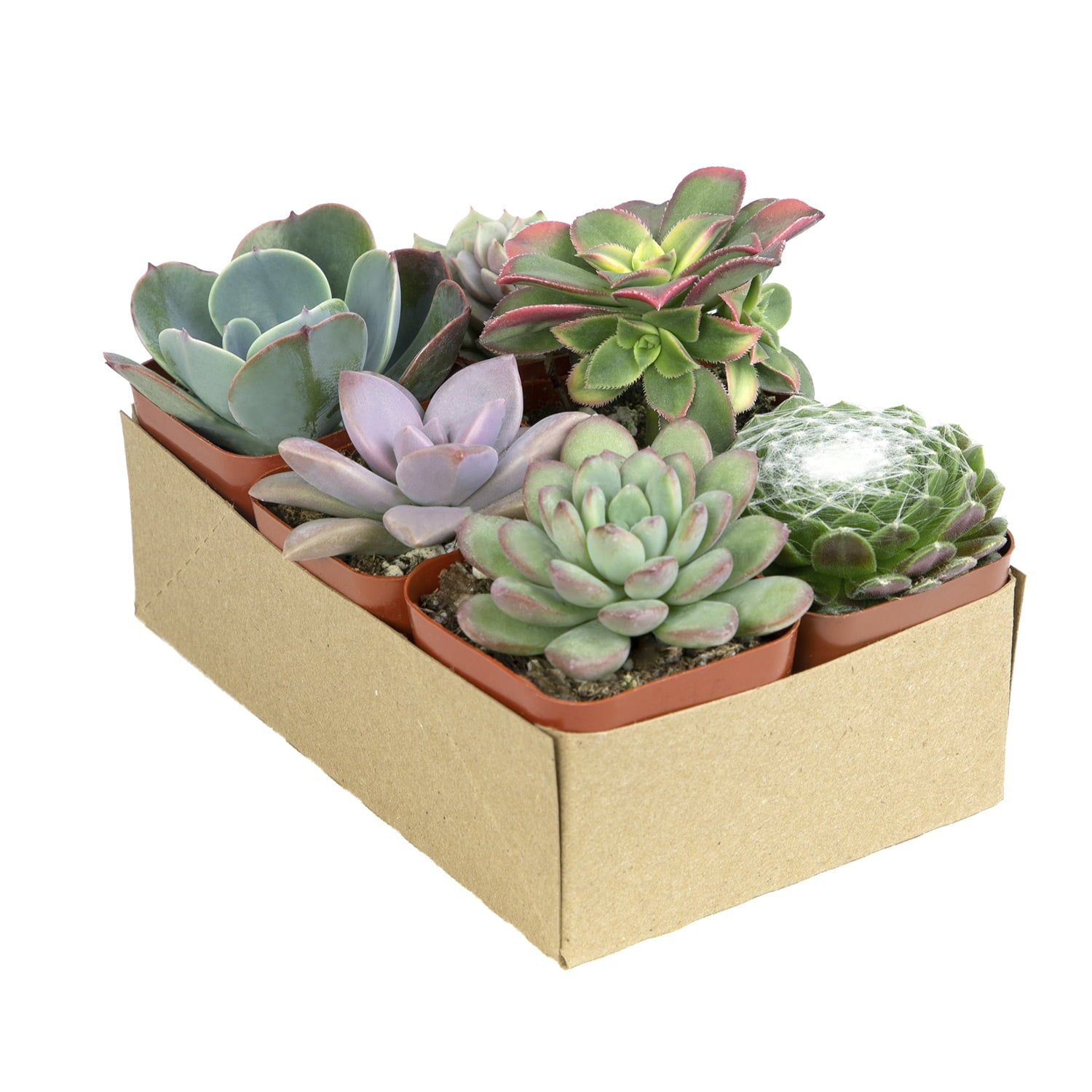 Element by Altman Plants Multicolor Succulent， Live Indoor House Plants with Grower Pots ， 2 inch ， Pack of 6