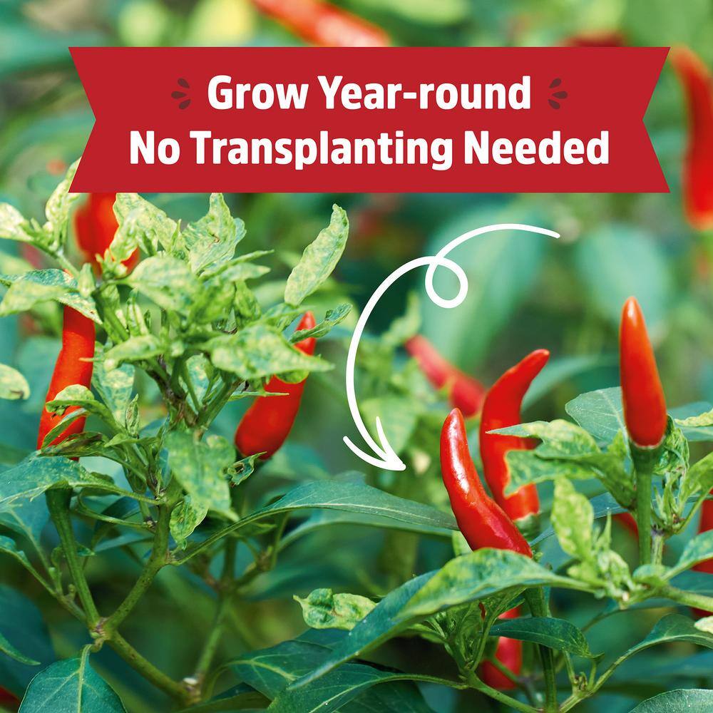 Back to the Roots Windowsill Organic Chili Pepper Grow Kit 25200
