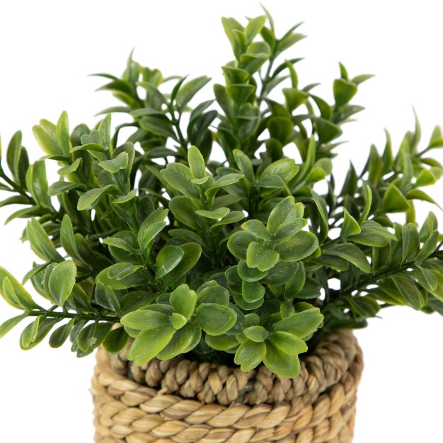 Artificial Milan Leaf Bush In Rattan Basket