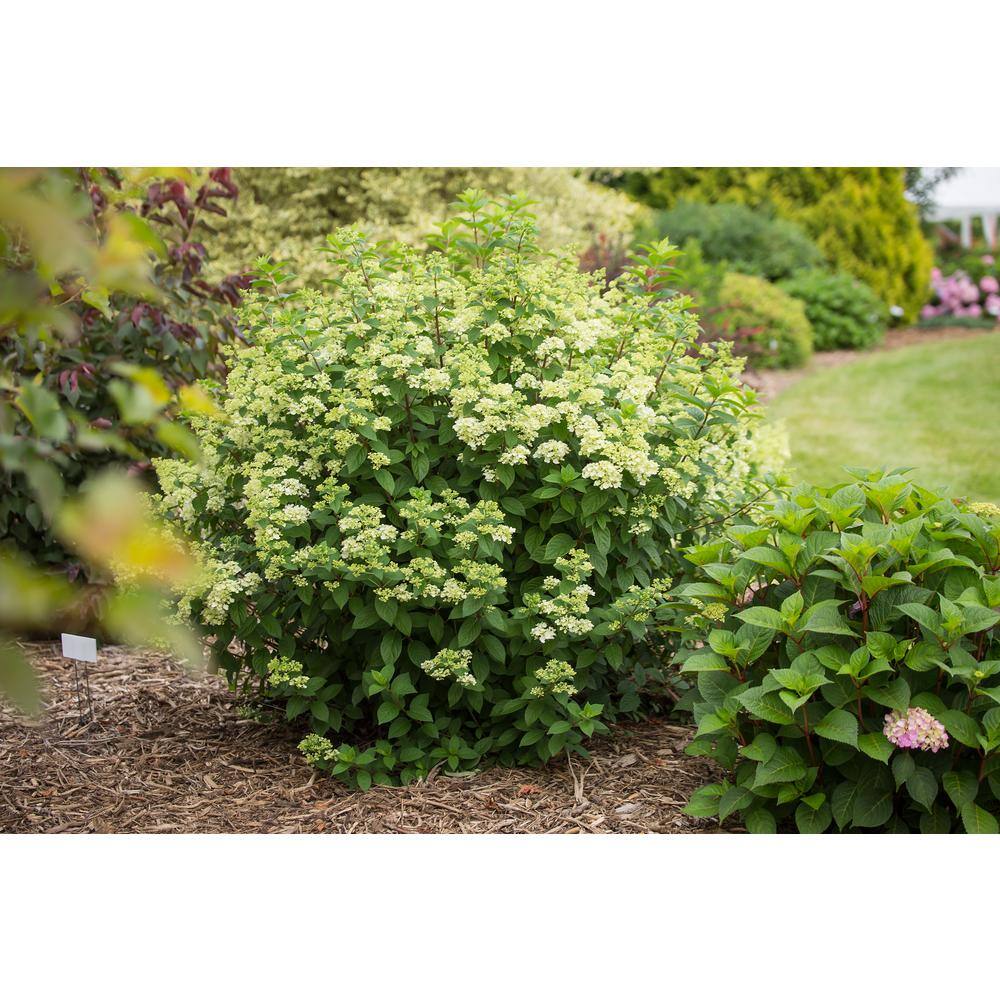 FIRST EDITIONS 3 Gal. Strawberry Sundae Panicle Hydrangea Flowering Shrub with White to Pink Flowers FEHYD3HSS1PK