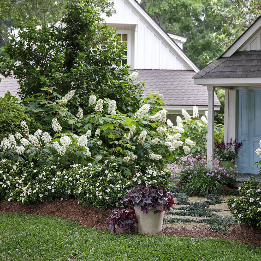 SOUTHERN LIVING 2 Gal. Scent Amazing Gardenia Shrub with White Flowers 14421