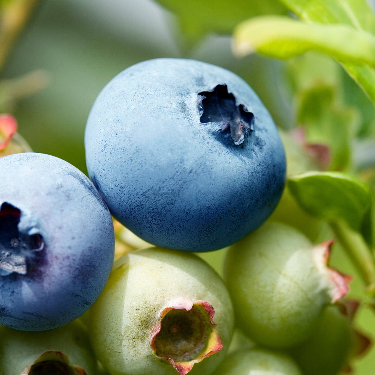 3 Gal. Premier Blueberry - Heavy Producer of Big Tasty Blueberries