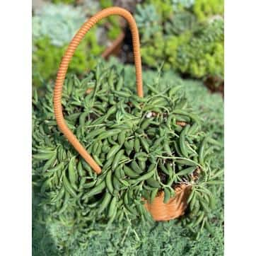 5 in. Senecio Radicans - String of Bananas with White Flowers Succulent Plants in Grower Hanging Pot hj-475