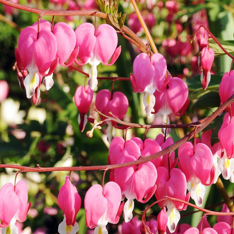 Pink Bleeding Hearts