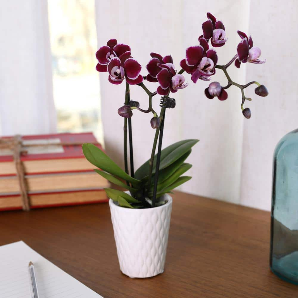 Just Add Ice Orchid (Phalaenopsis) Mini Dark Purple Plant ar 2-12 in. White Ceramic Pottery J5002