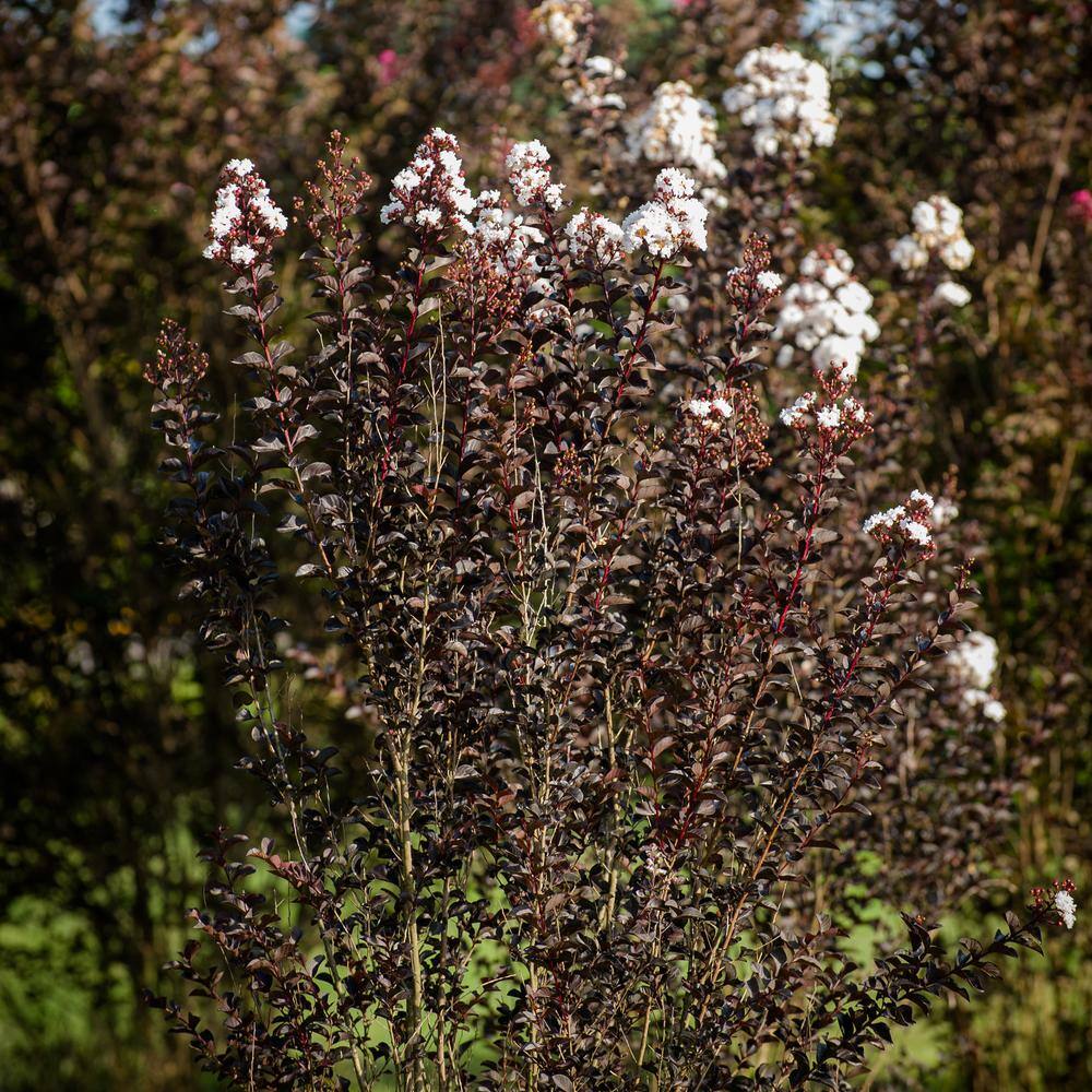 BLACK DIAMOND 2.25 Gal. Pure White Crape Myrtle Tree with Bright White Flowers 10880