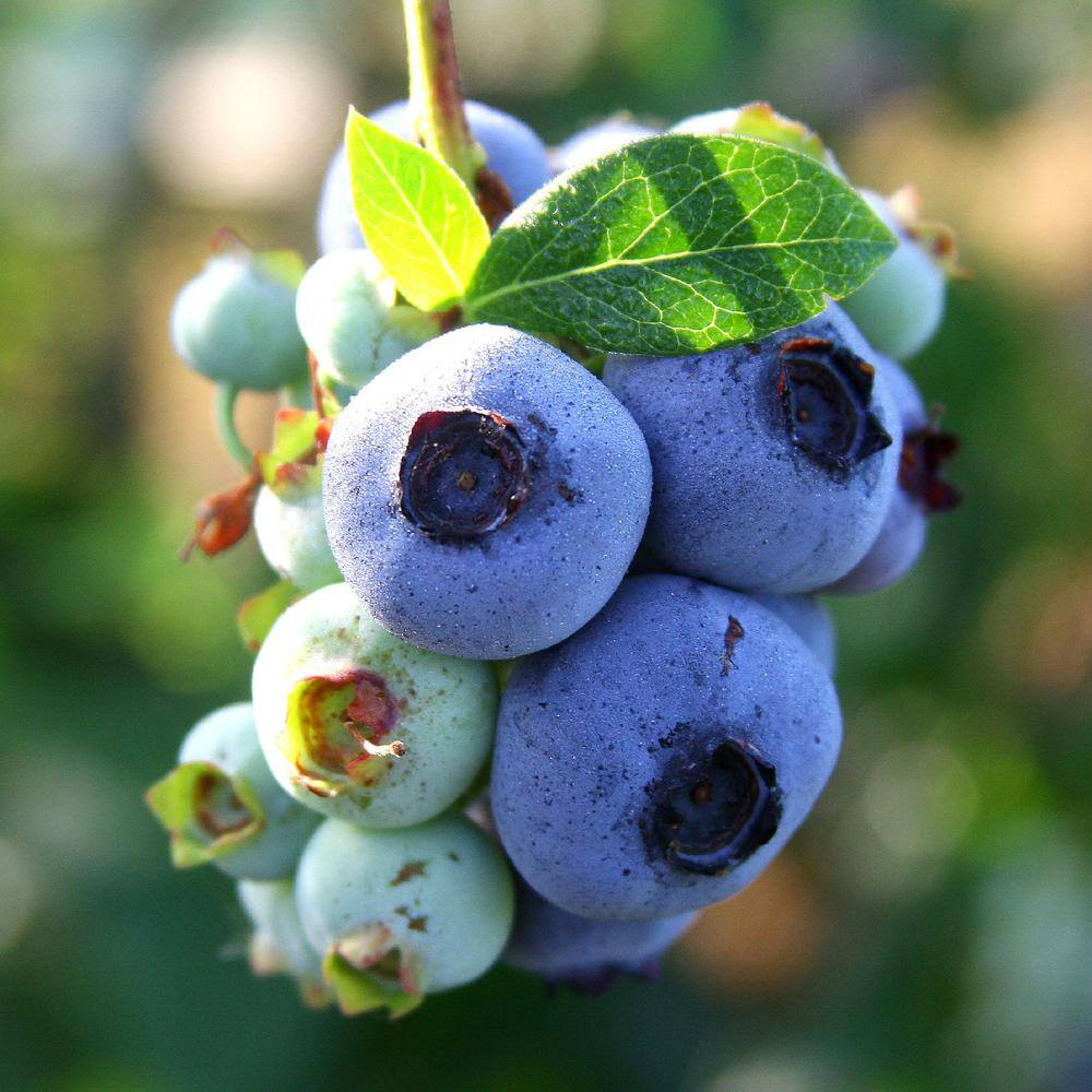 national PLANT NETWORK 2.25 Gal. Climax Blueberry Plant HD7061