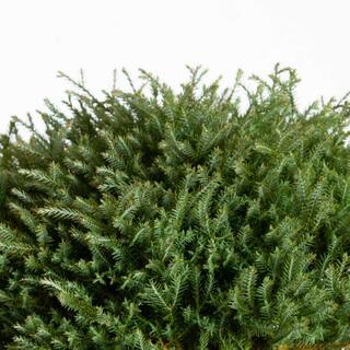 SOUTHERN LIVING 2 Gal. Pancake Arborvitae Shrub with Low-Growing Blue-Green Foliage 55382