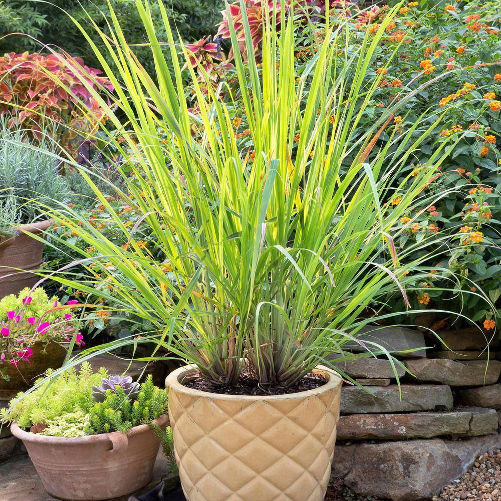 Bonnie Plants 2.32 qt. Lemongrass Herb Plant 5201
