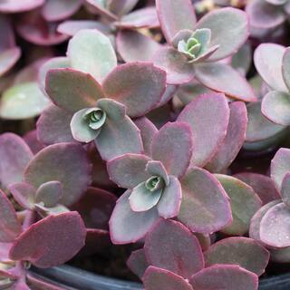 METROLINA GREENHOUSES #5 1 Qt. Sunsparkler Firecracker Burgundy Sedum Plant 72175