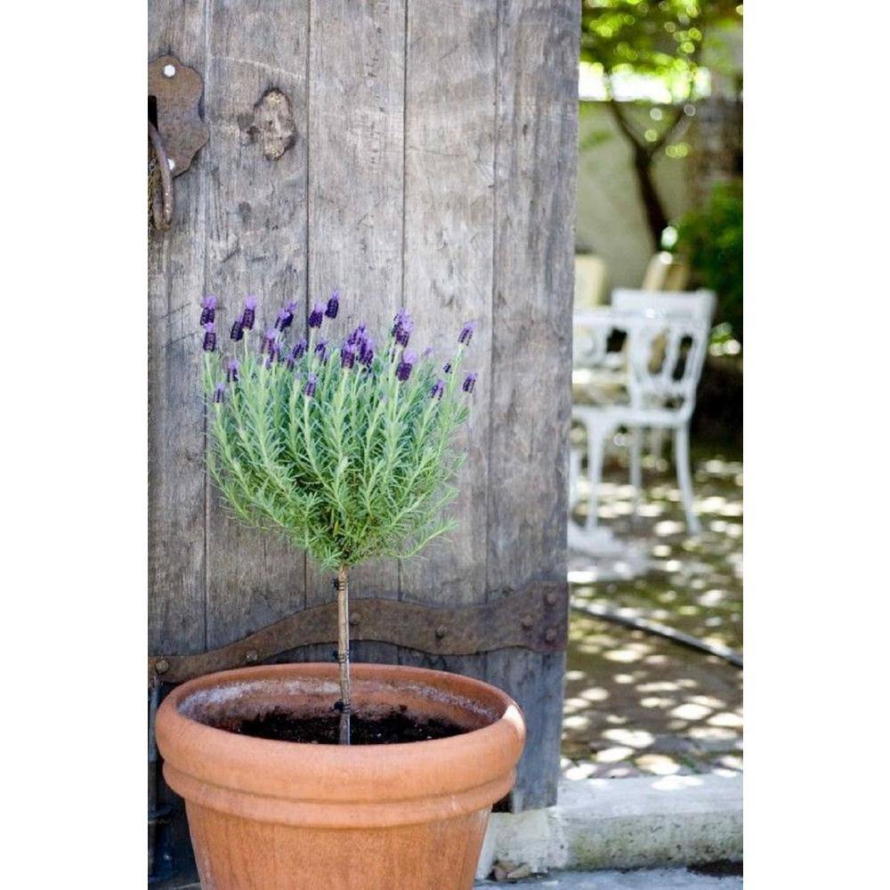 Pure Beauty Farms 2.5 Qt. Lavender Standard Topiary Tree in 8 in. Grower's Pot BOPIS5383