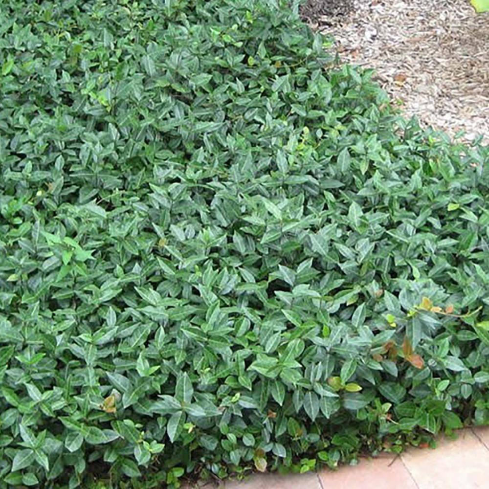 Perfect Plants 1 Gal. Asiatic Jasmine Groundcover Shrub (5-Pack) THD00202