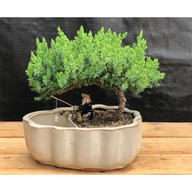 Bonsai Boy c2051 Juniper Procumbens Nana Tree Land and Water Pot with Scalloped Edges