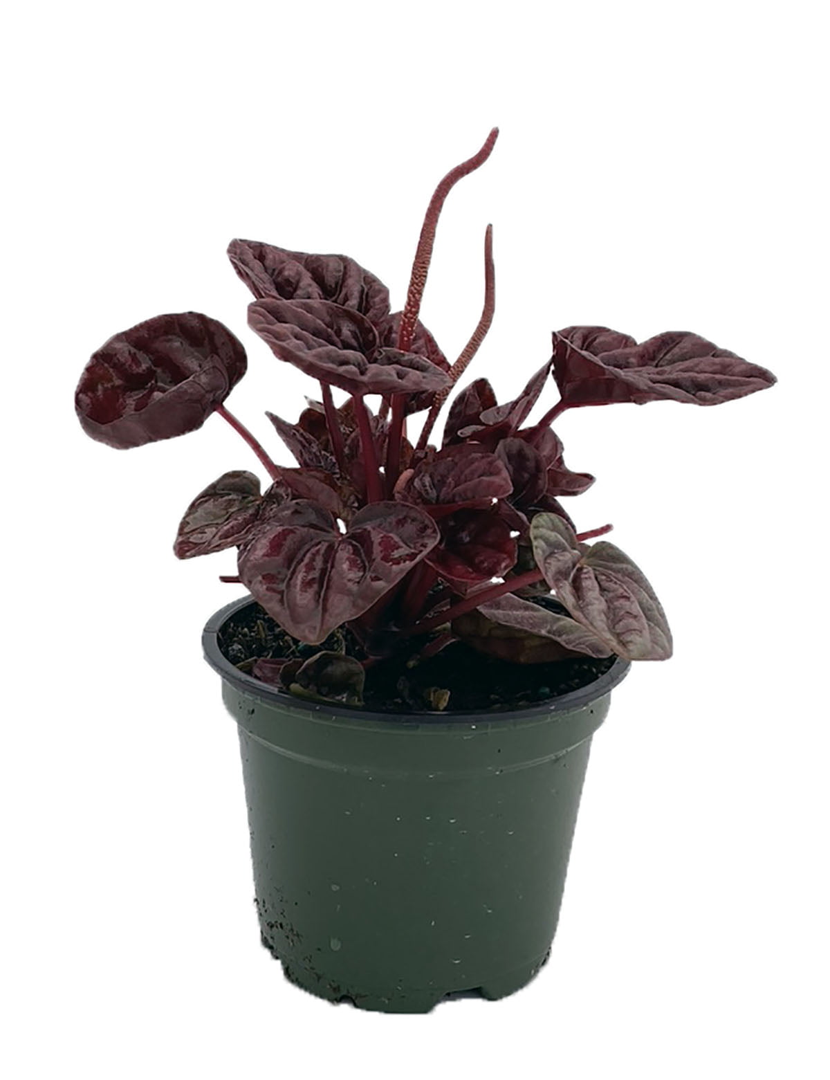 Schumi Red Ripple Peperomia 4