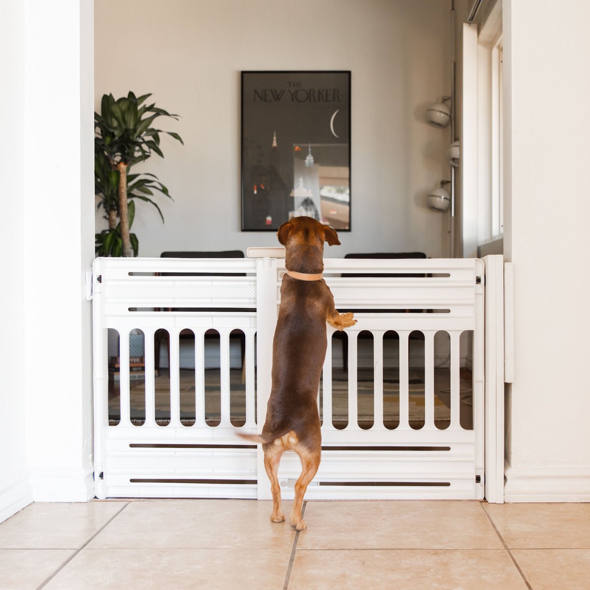 IRIS USA Expandable Dog Gate， 24-39-in， White