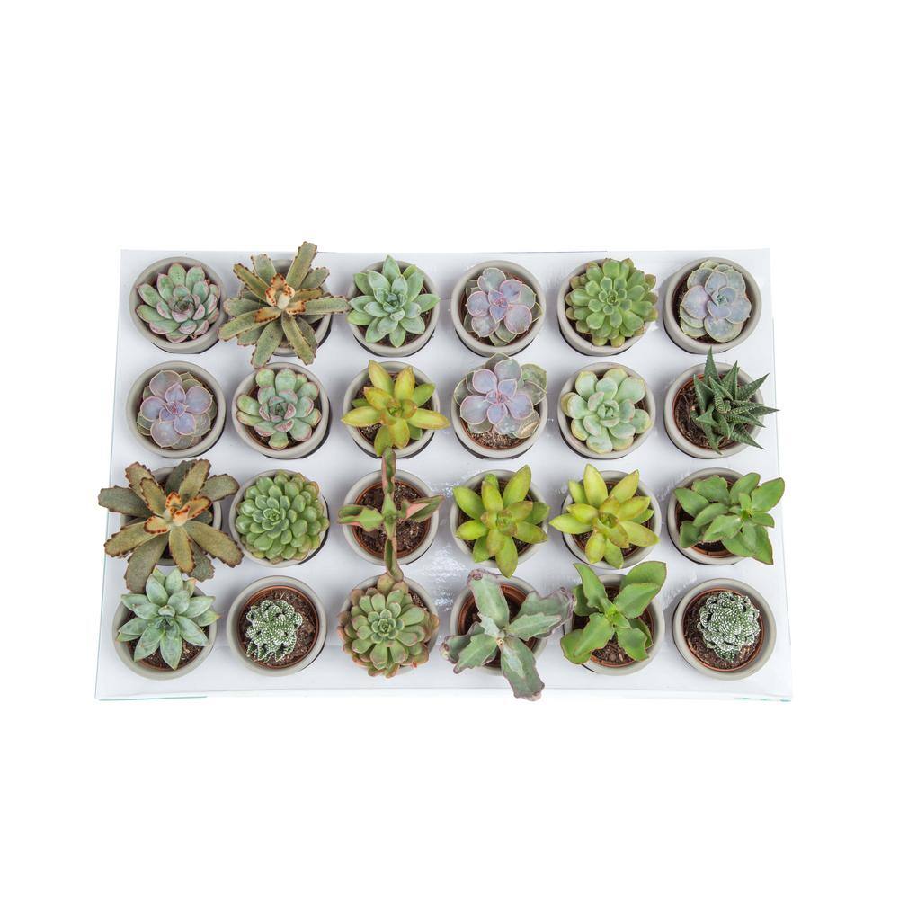 Costa Farms Mini Indoor Succulent Plants in 2 in. Ceramic Pots and Tray Avg. Shipping Height 2 in. Tall (48-Pack) CO.2SUCTRAY48