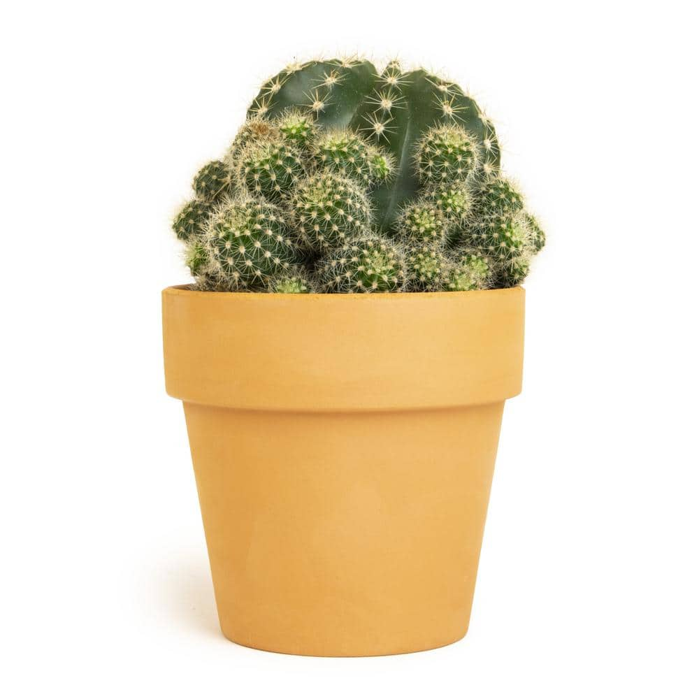 SMART PLANET 9 cm Cactus in Terra Cotta Clay Pot 0872525