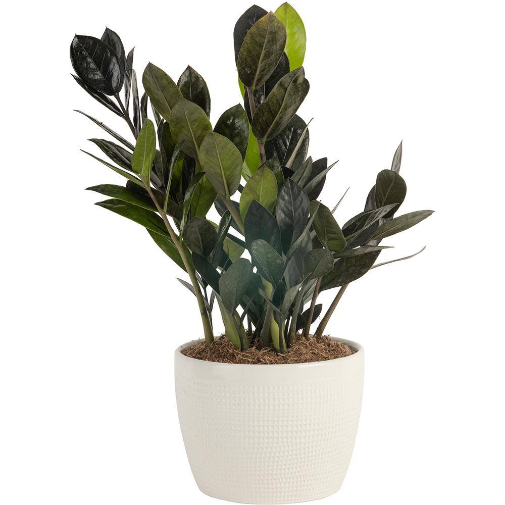 Costa Farms Trending Tropical Raven ZZ Indoor Plant in 6 in.  Pot Avg. Shipping Height 10 in. Tall CO.ZZB6SC.3.TR